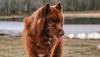 30 raças de cachorro marrom mais populares do mundo
