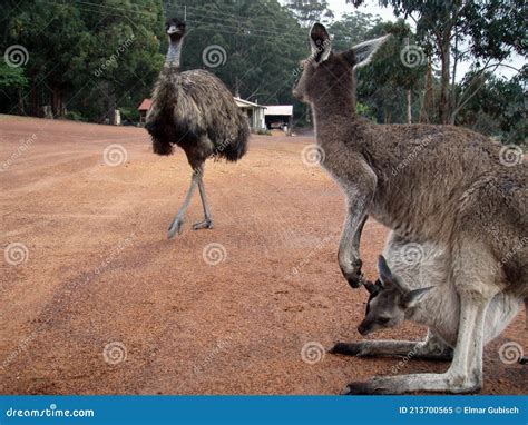 Kangaroo and Emu in Australia Stock Image - Image of form, organism ...