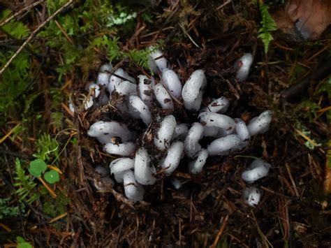 ID? Is this a fungus? Found in boring, OR on forest floor : r/ShroomID