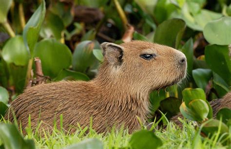 baby capybaras  sitting   grass wallpaperscom