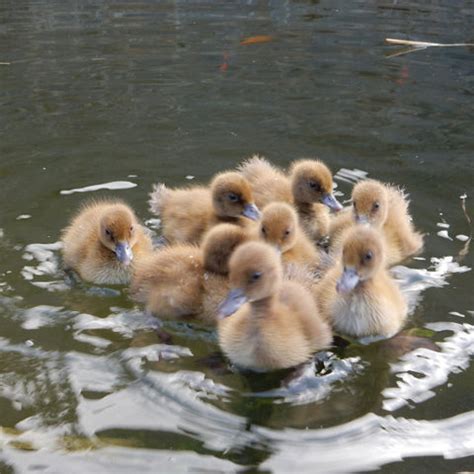 Khaki Campbell Ducklings | Annie Hall's Poultry