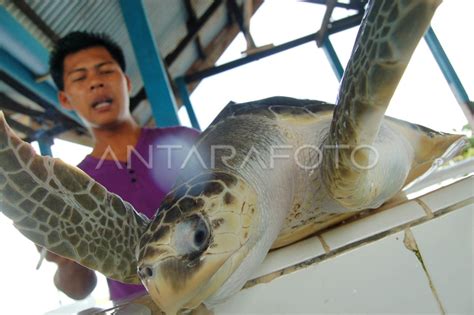 penangkaran penyu antara foto