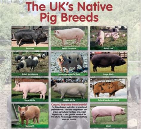 rare native pig breed poster teaching resources countryside classroom