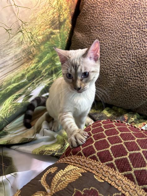 bengal cats for sale 10