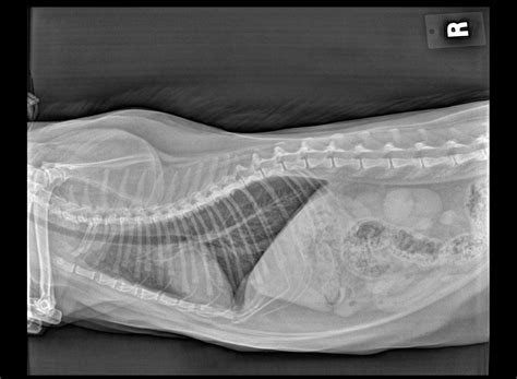 Normal Cat Xray Abdomen at Imogen Laura blog
