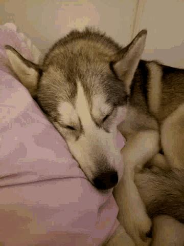 Husky Sleeping GIF - Husky Sleeping Tired - Discover & Share GIFs