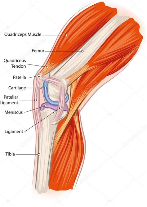 muscles support  knee joint  erica ferguson blog