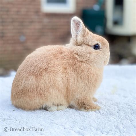 netherland dwarf breadbox farm