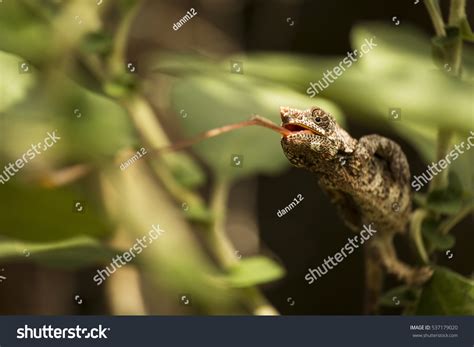 Closeup Cameleon His Natural Habitat Madagascar Stock Photo 537179020 ...