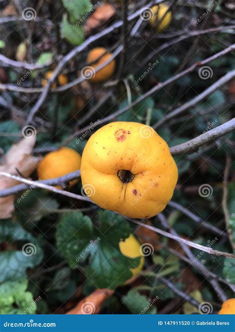 Fruit of Japanese Quince, Chaenomeles Hybrids. Stock Photo - Image of