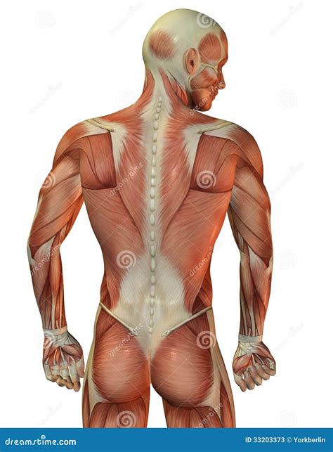 Man Back Muscular Structure Stock Photos - Image: 33203373