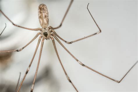 The Daddy Long Legs Spider: Myths and Facts