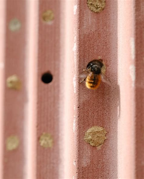 A façade with integrated nesting sites for wild bees - MaterialDistrict