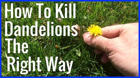 How To Kill Dandelions The Right Way! - YouTube