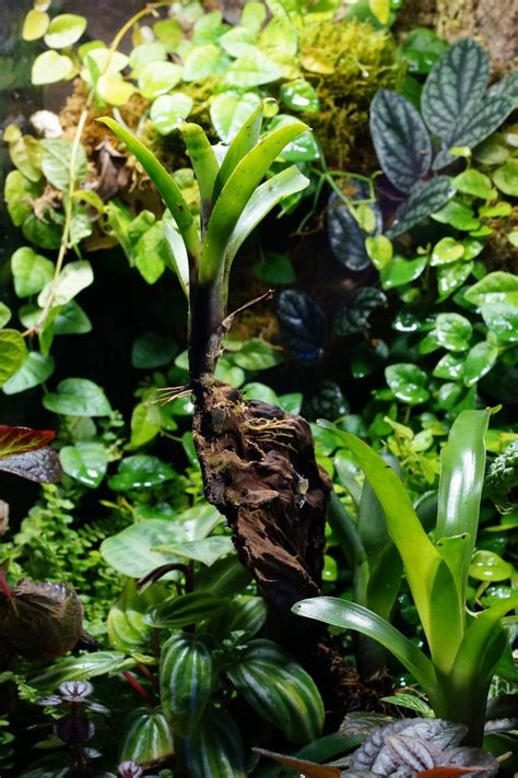 63 best images about Vivarium ideas on Pinterest | 5 month olds ...
