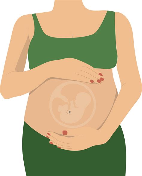 Pregnant woman with baby inside belly 7724054 Vector Art at Vecteezy