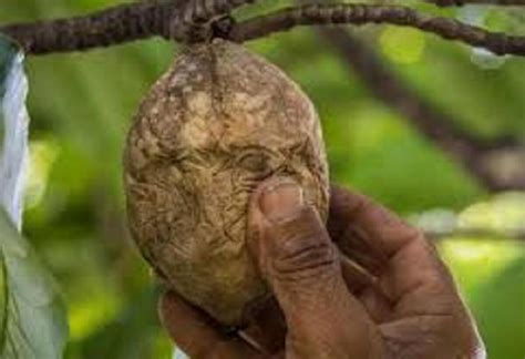 Frutas Do Mato Grosso - Estudo identifica 43 frutas de Mato Grosso com potencial para ...