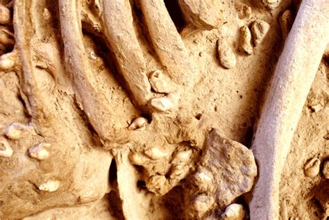 Stone Age burial garment identified in new study