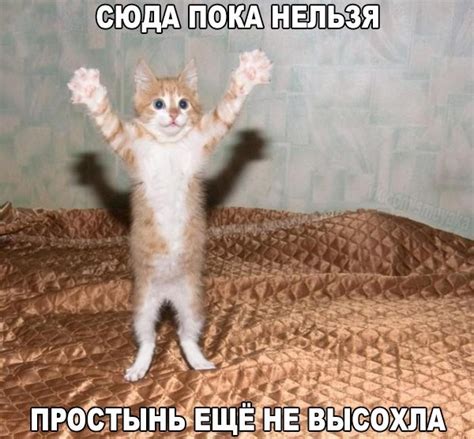 Милые картинки котиков | Пикабу