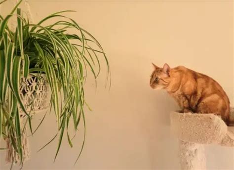 Are Spider Plants Poisonous to Cats?