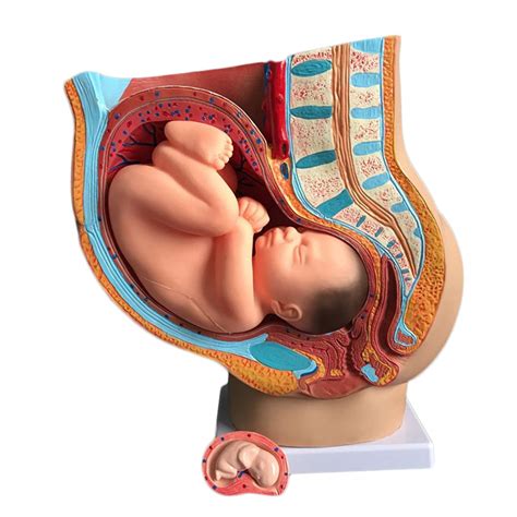 Pelvic Model Medicine Female Human Pelvic Cavity Model Pregnancy 9