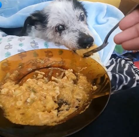 Cachorro Comendo O Cu Da Dona - Cãozinho viraliza com vídeo dele comendo com sua dona: 'Adora uma ...