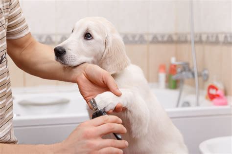 The truth about how much do dog groomers make in rural areas 22