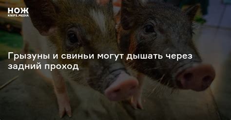 Грызуны и свиньи могут дышать через задний проход — Нож