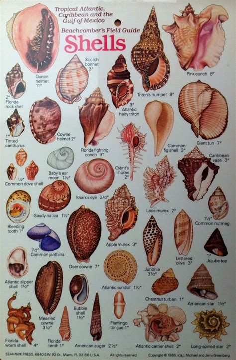 Printable Seashell Identification Chart - udlvirtual.esad.edu.br
