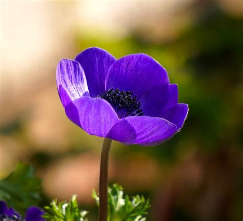 Ranunculus Flower Blossom - Free photo on Pixabay - Pixabay