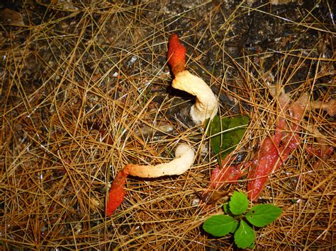 Control of Nuisance Fungi in Landscape Mulch — Plant & Pest Advisory