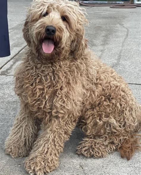 kooroora bay groodles groodle breeder  nsw