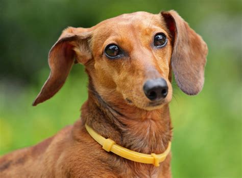 Complete Breed Information of Dachshund: Price,Traits & Healthcare