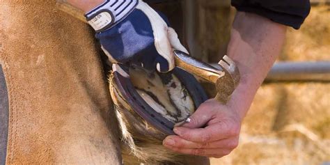 horse farrier classes  daniel gilmore blog