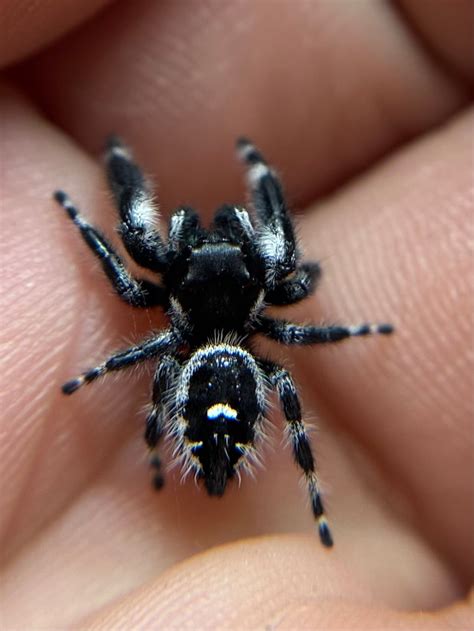 Bold Jumping Spider | Phidippus adax - 40% OFF