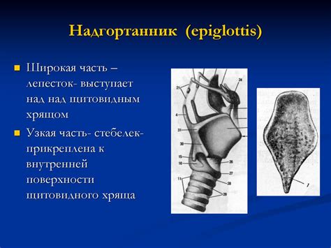 Анатомия гортани - презентация онлайн