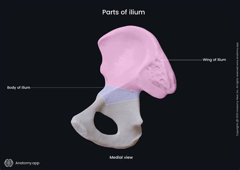 Ilium | Anatomy.app