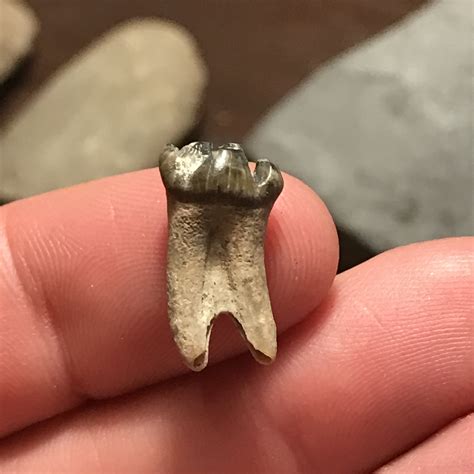 small mammal tooth gainesville creek fossil id  fossil forum