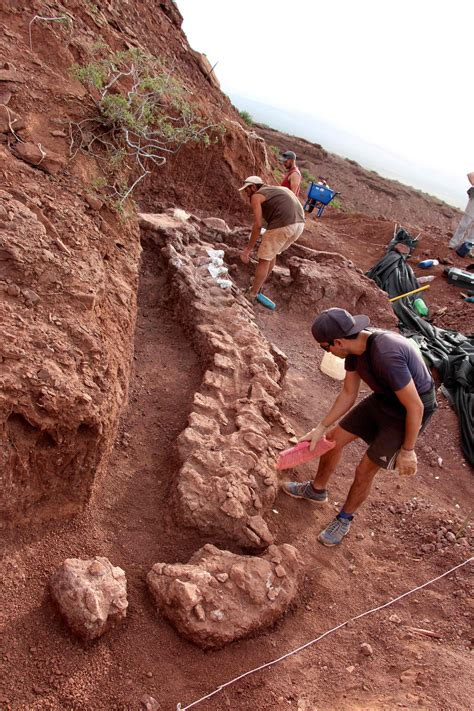 Paleontologist At Work