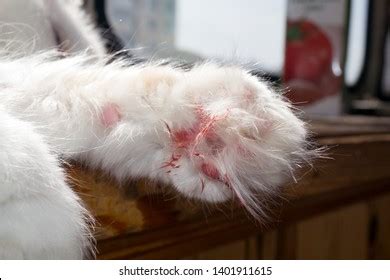 5,685 Wounded Cat Images, Stock Photos & Vectors | Shutterstock