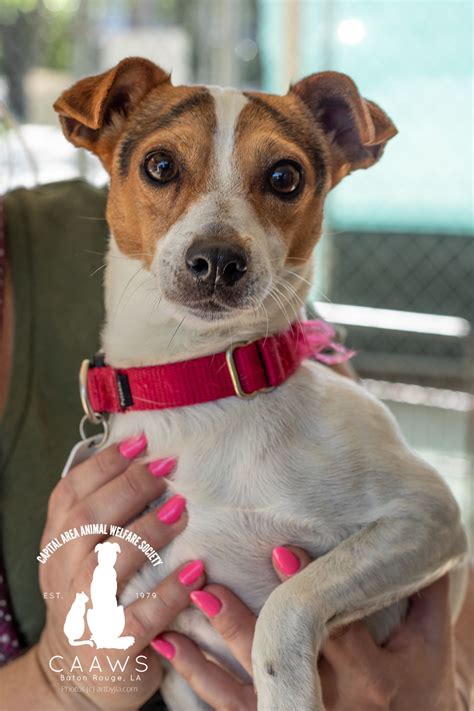 Dogs for Adoption in Baton Rouge: Get a Pet from the CAAWS Shelter