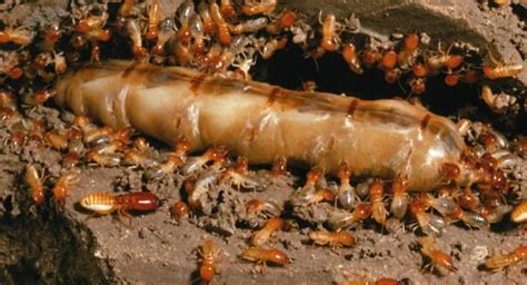 identify termites rentokil au