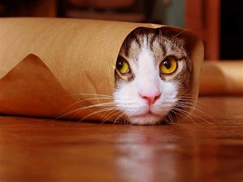 [100+] Cute Funny Cat Pictures | Wallpapers.com