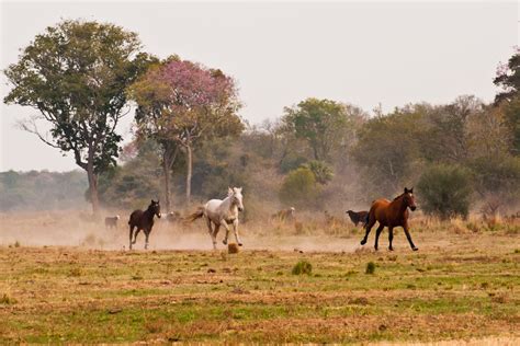Chaco | The Secret of Argentina
