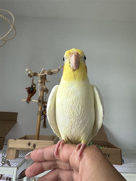 is it normal cockatiel aggressive easily 8