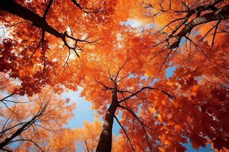 Vibrant Maple Trees in Fall nature wallpaper beautiful tree landscape ...