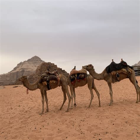 Jordan Travel Guide 2024 - Things to Do, What To Eat & Tips | Trip.com