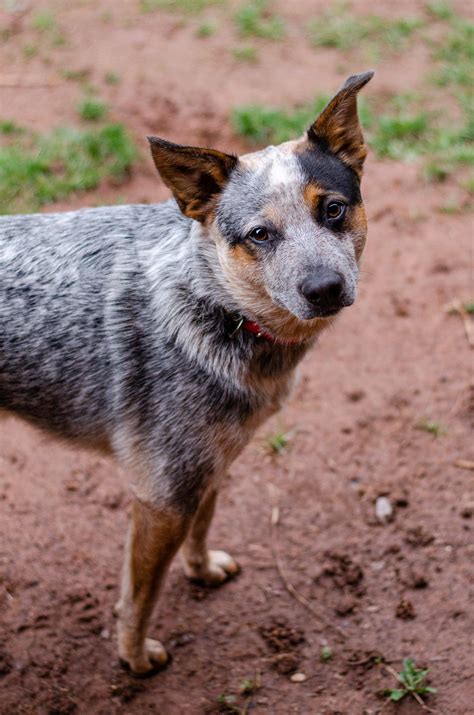 Husky Blue Heeler Mix: Complete Crossbreed Guide & Pictures