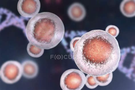 Colored human embryonic stem cells, digital illustration ...