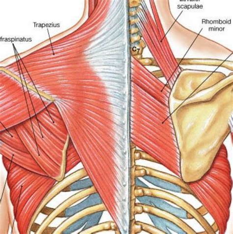 Scapula Muscles